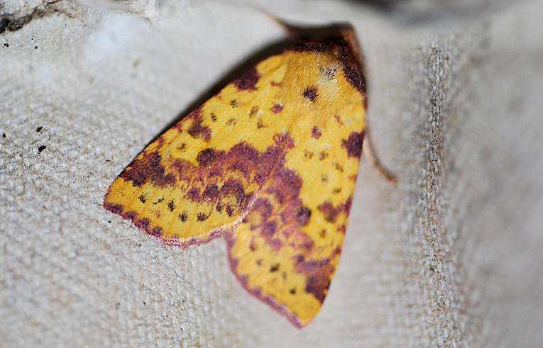 Pink-barred Sallow