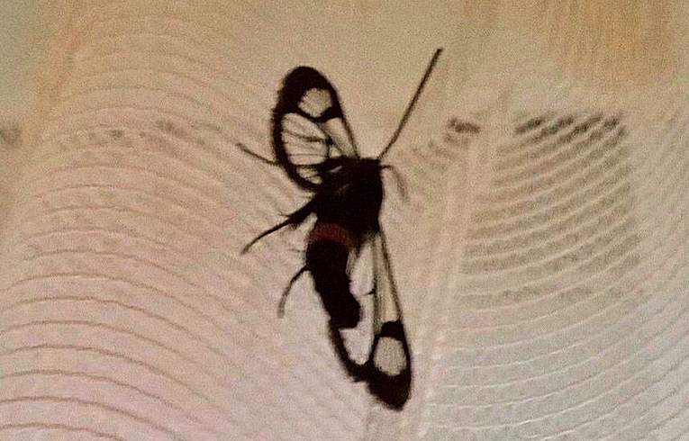 Red-belted Clearwing