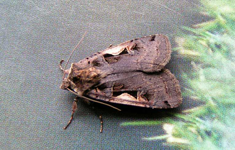 Setaceous Hebrew Character