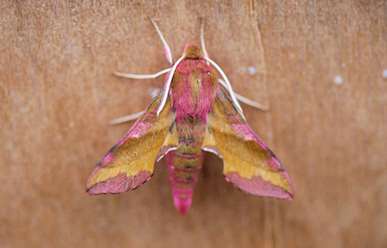 Small Elephant Hawkmoth