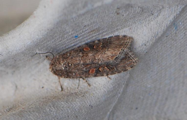 Small Mottled Willow