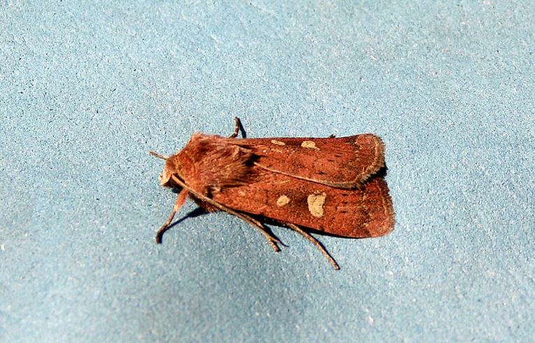 Square-spot Rustic