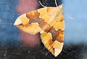 Barred Yellow