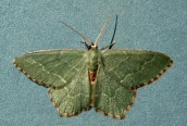 Common Emerald