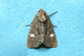 Common Rustic