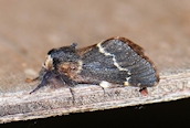 December Moth