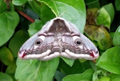 Emperor Moth