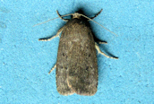 Mouse Moth