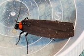 Red-necked Footman