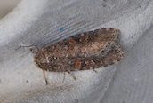 Small Mottled Willow