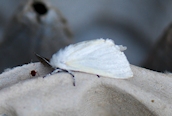 White Satin Moth