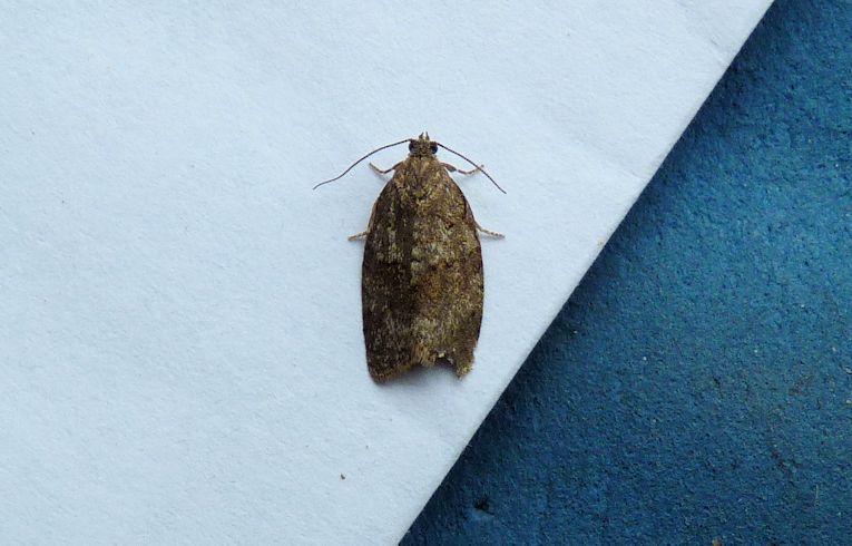 Acleris rhombana
