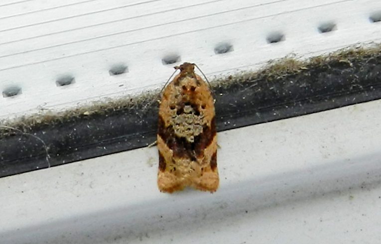Acleris variegana