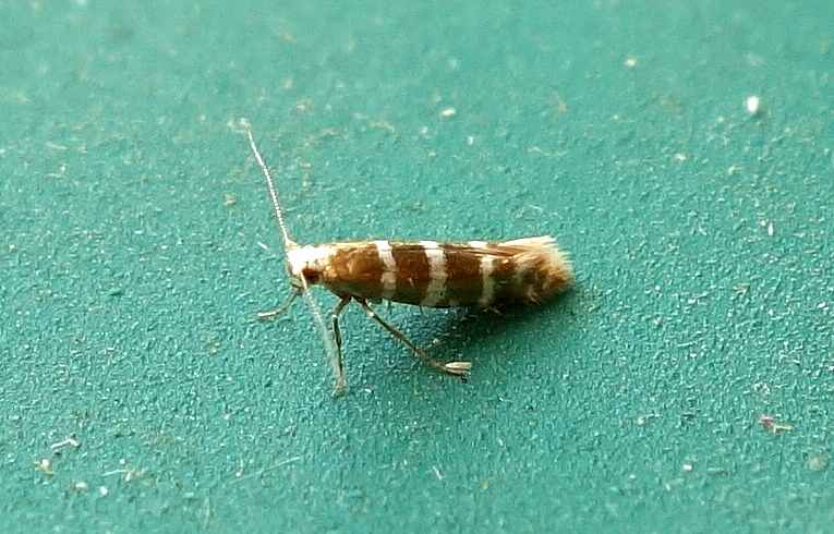 Argyresthia trifasciata