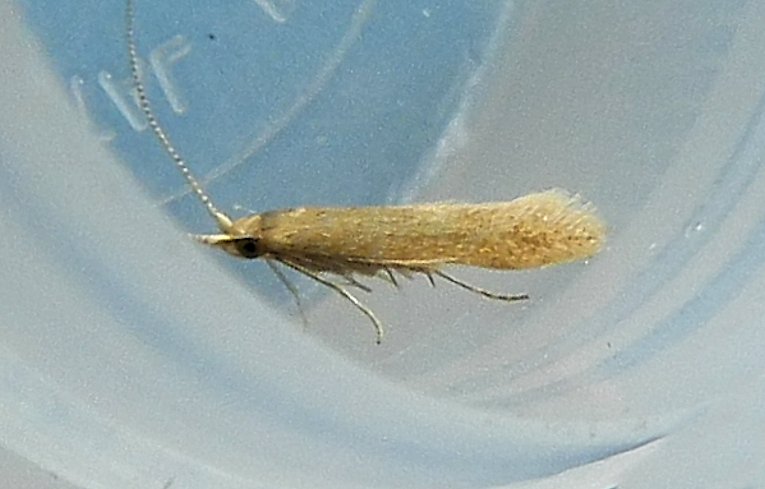 Coleophora sp.