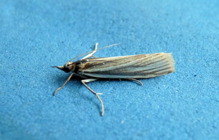 Crambus perlella