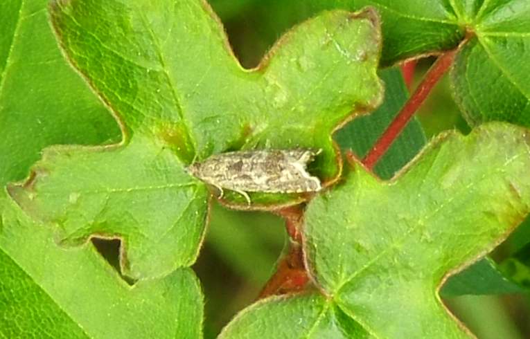 Dichrorampha montana ?