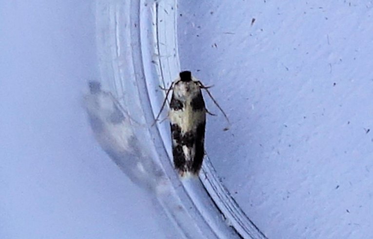 Ectoedemia decentella