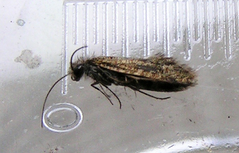 Eriocrania subpurpurella