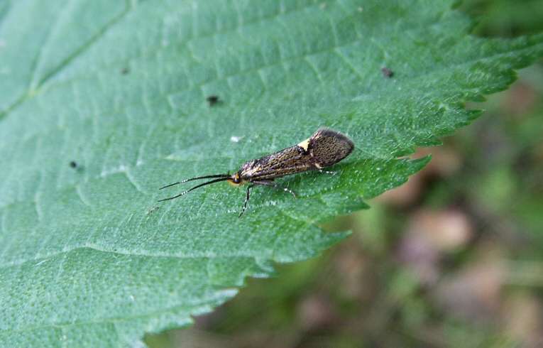 Esperia sulphurella