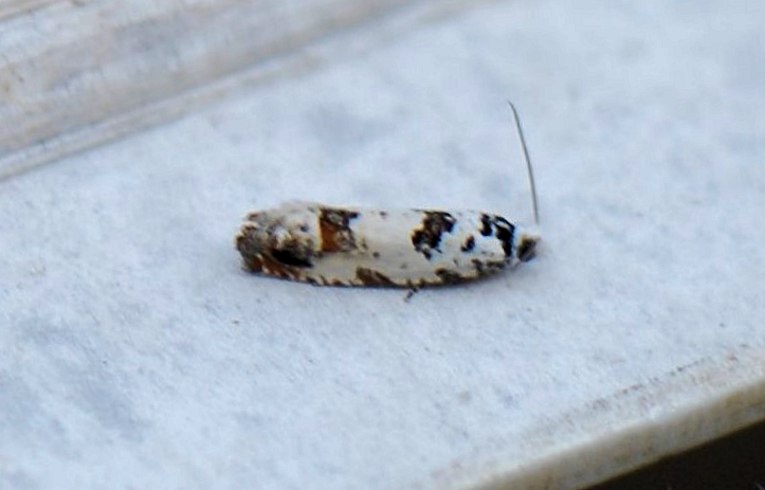 Eucosma campoliliana
