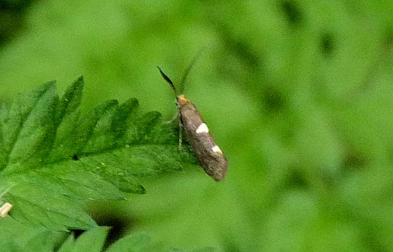 Incurvaria masculella