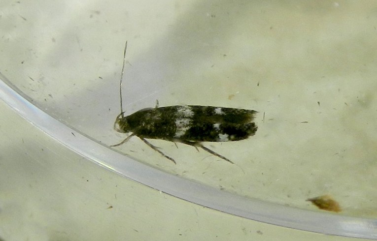 Mompha subbistrigella