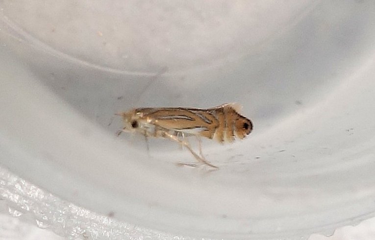 Phyllonorycter platani