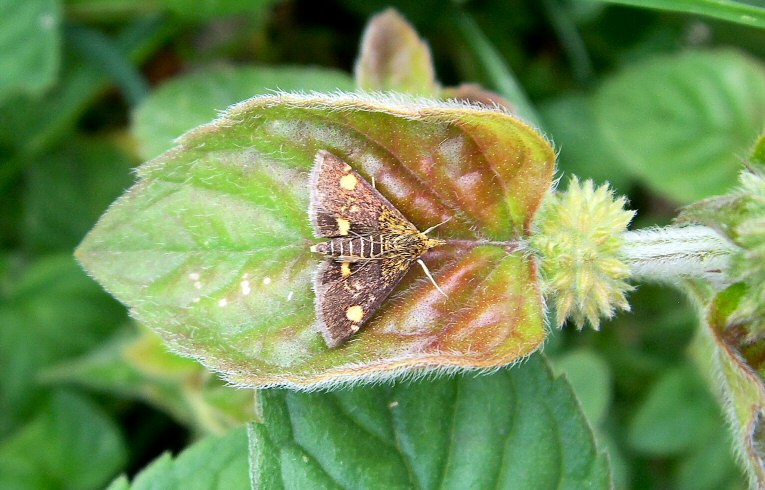Pyrausta aurata