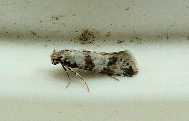 Scythropia crataegella