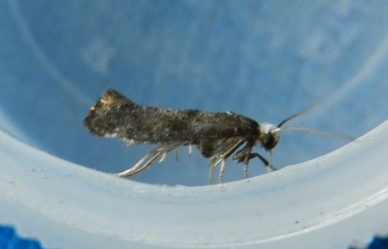 Swammerdamia pyrella