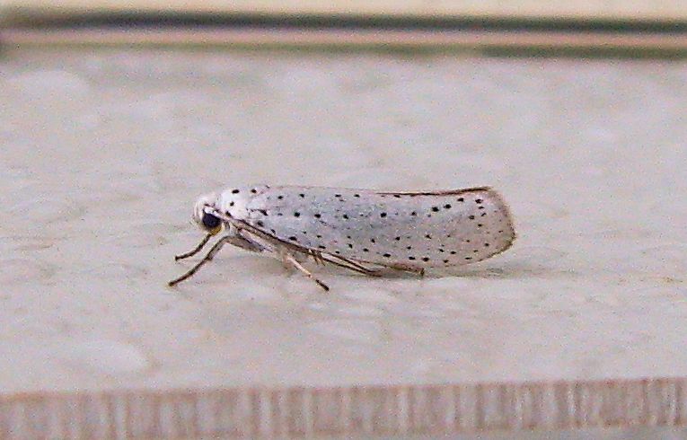 (Yponomeuta evonymella