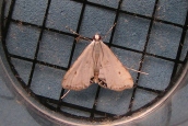 Cataclysta lemnata