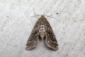 Parapoynx stratiotata