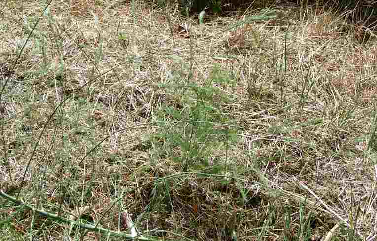 Asparagus officinalis