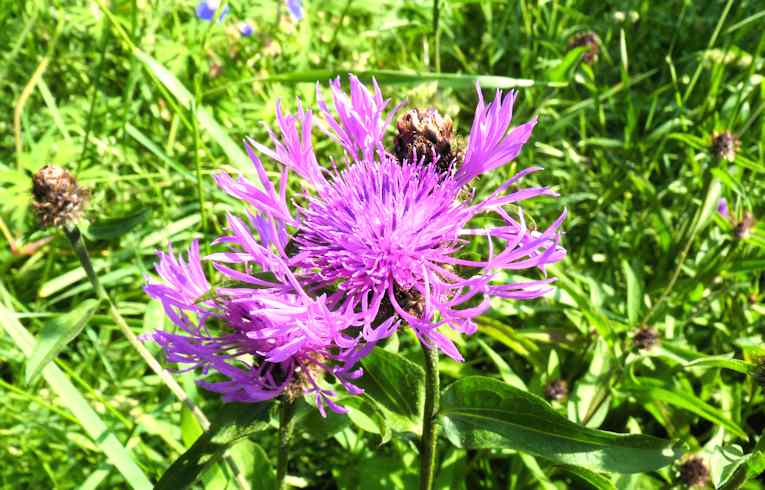 Black Knapweed