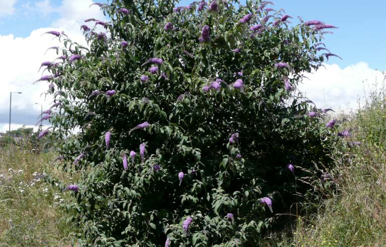 Buddleja