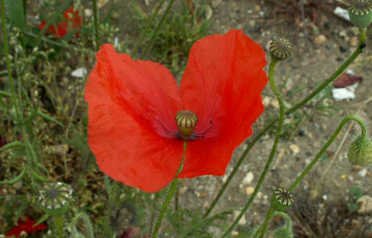 Common Poppy
