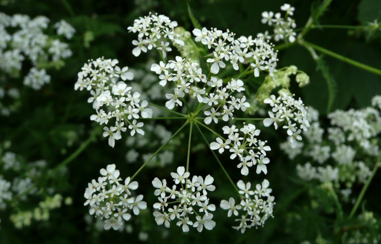Cow Parsley