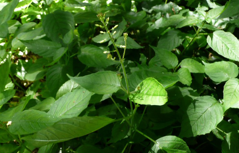 Enchanters Nightshade