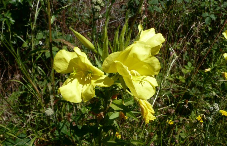 Evening Primrose