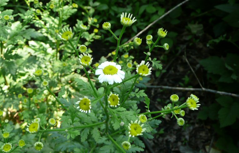 Feverfew