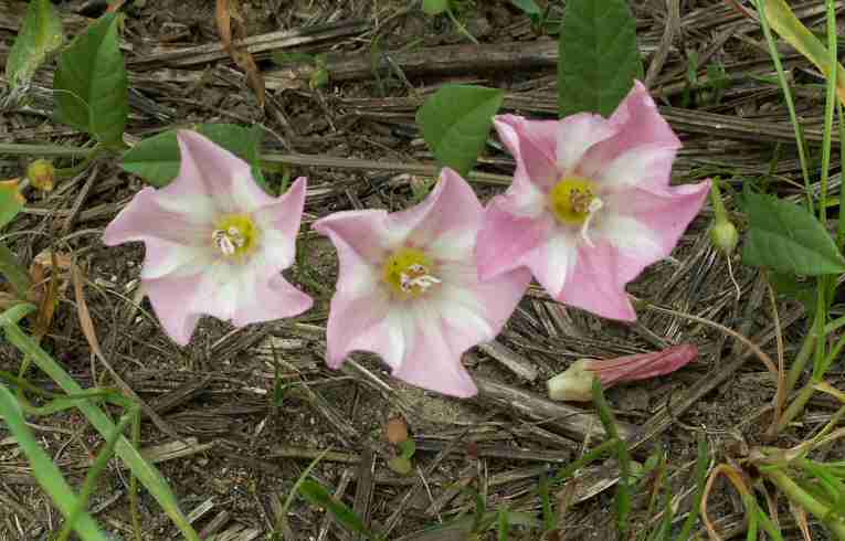 Convolvulus arvensis