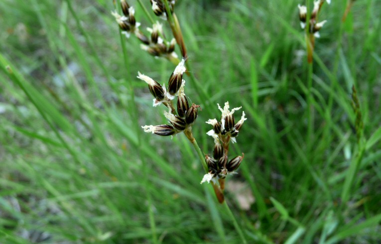 Field Wood-rush