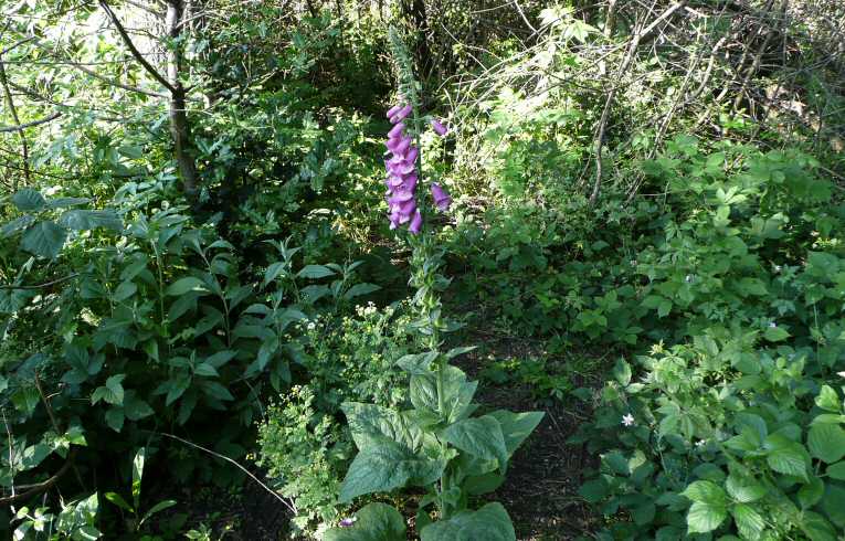Foxglove