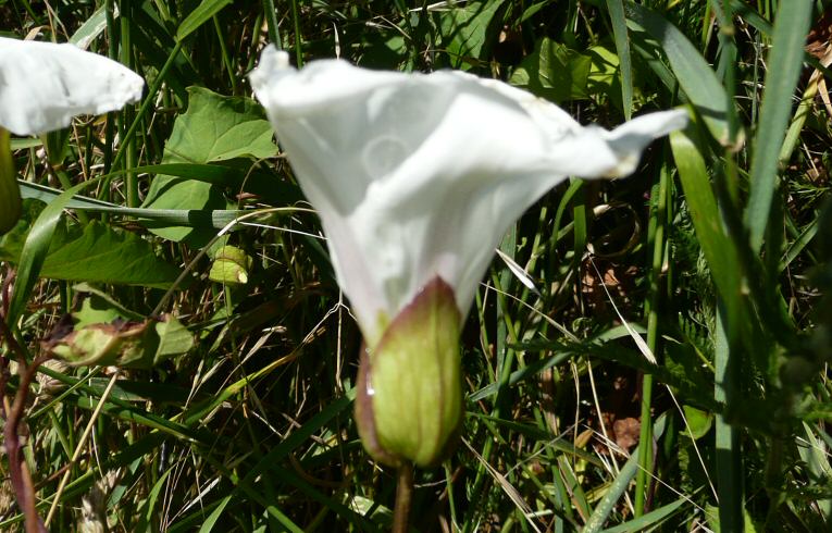 Great Bindweed