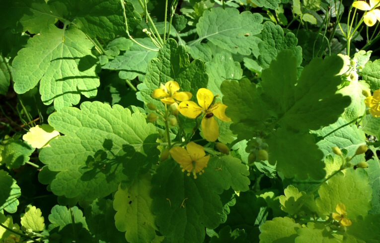 Greater Celandine