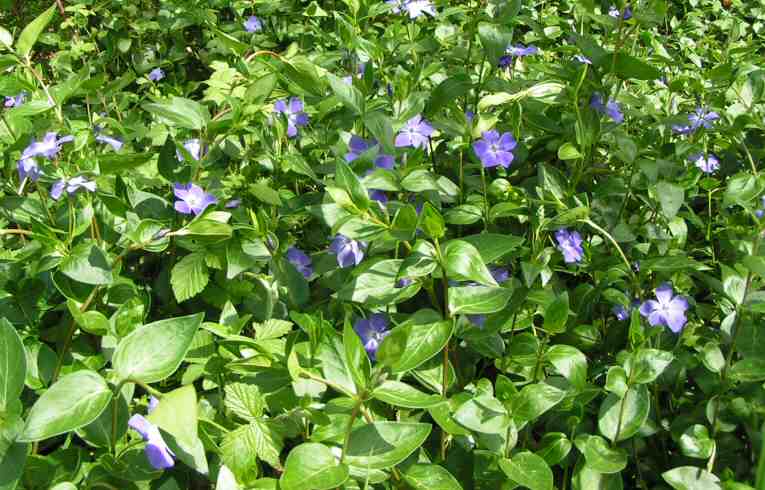 Vinca major