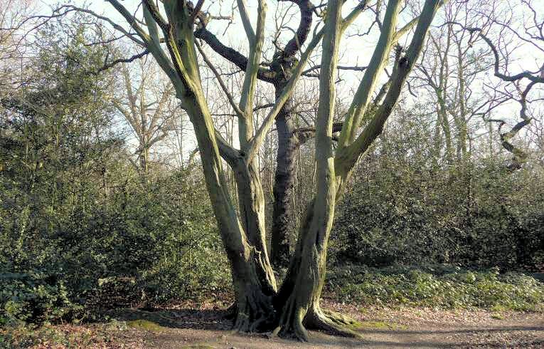 Hornbeam, Bush Wood