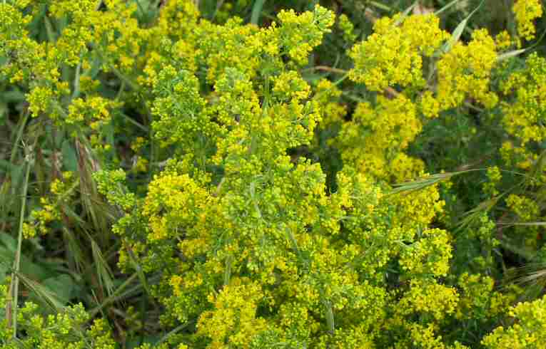 Galium verum